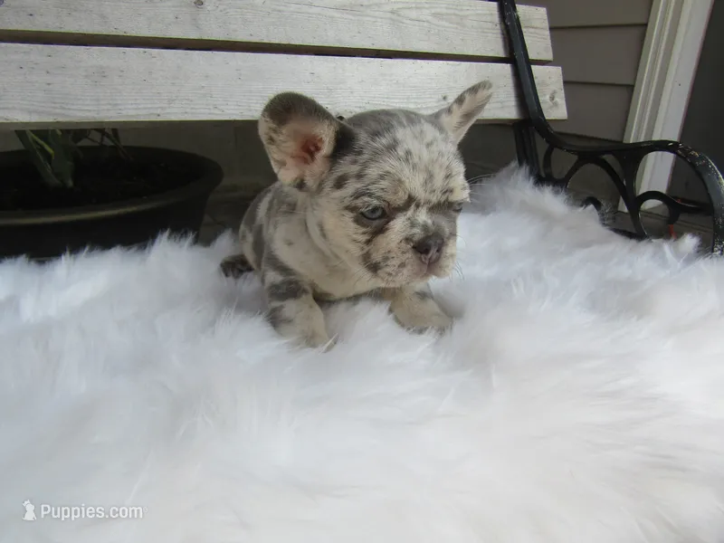Brody – French Bulldog puppy for sale in Shipshewana, IN