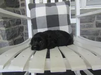 Joslin, a female Cocker Spaniel for sale in Shipshewana, IN – 4 of 5