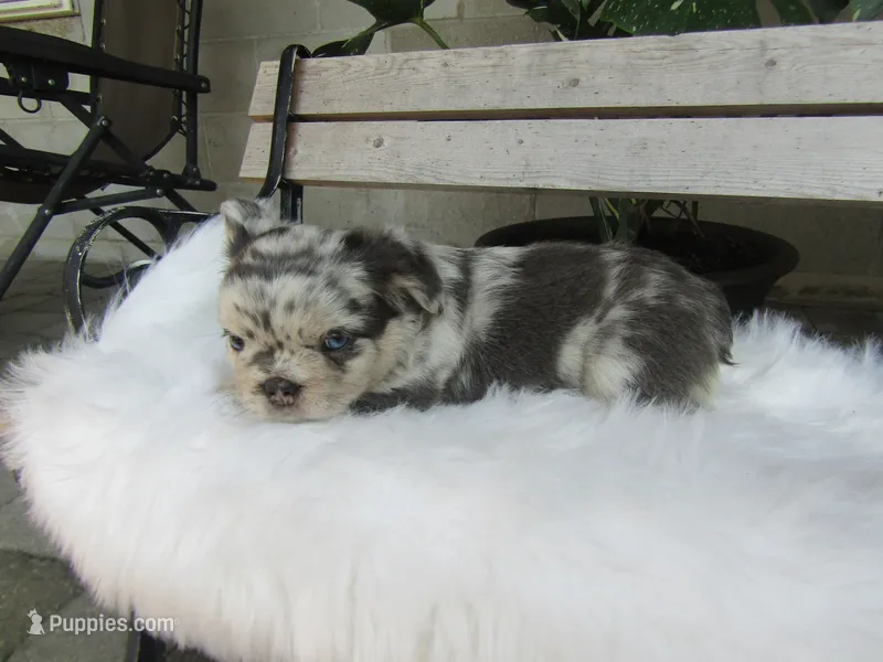 Gus – French Bulldog puppy for sale in Shipshewana, IN