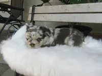 Gus, a male French Bulldog for sale in Shipshewana, IN – 6 of 6