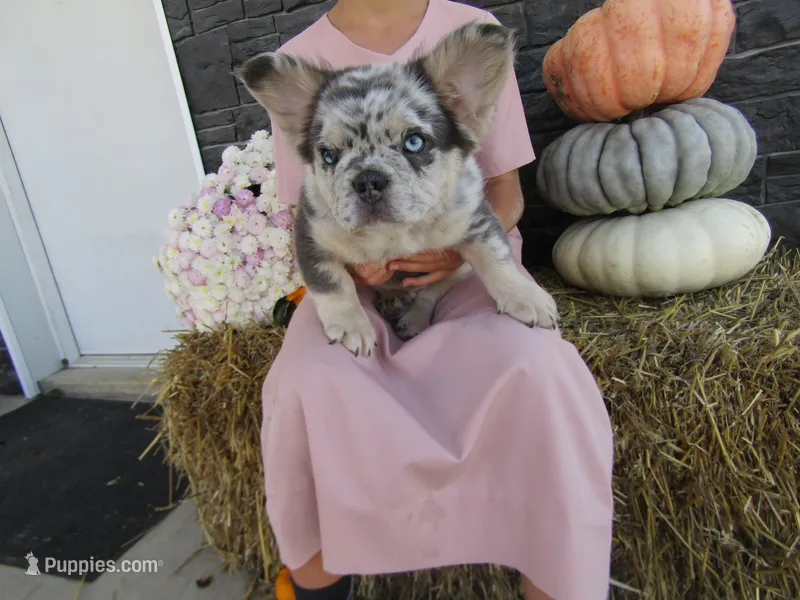 Gus Fluffy  – French Bulldog puppy for sale in Shipshewana, IN