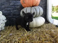 Bella, a female French Bulldog and Frenchton for sale in Shipshewana, IN – 2 of 5