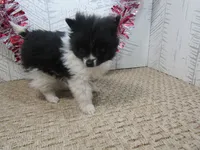 Gabe Teacup, a male Pomeranian for sale in Shipshewana, IN – 2 of 5