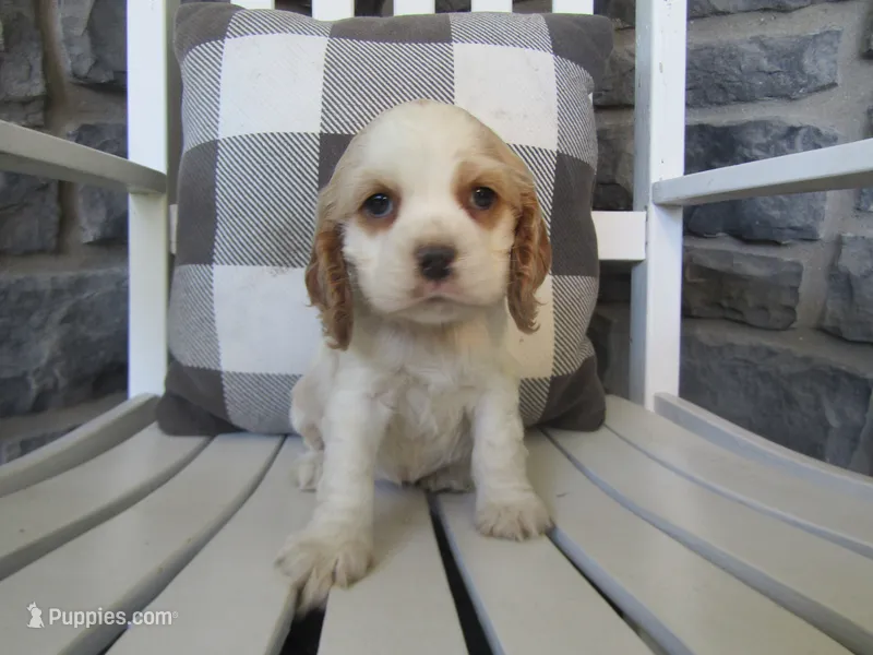 Courtney  – Cocker Spaniel puppy for sale in Shipshewana, IN