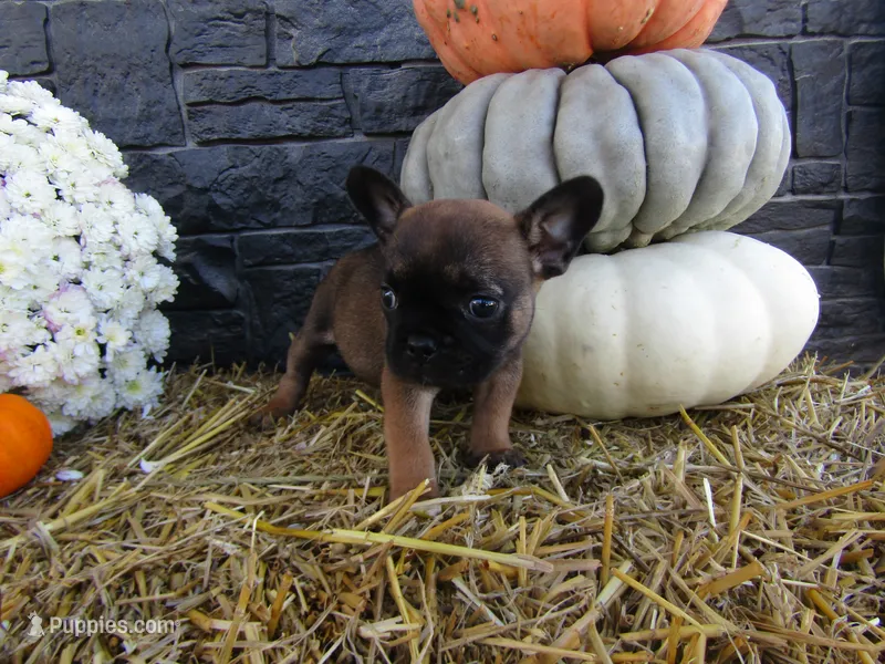 Charlie – French Bulldog, Frenchton puppy for sale in Shipshewana, IN