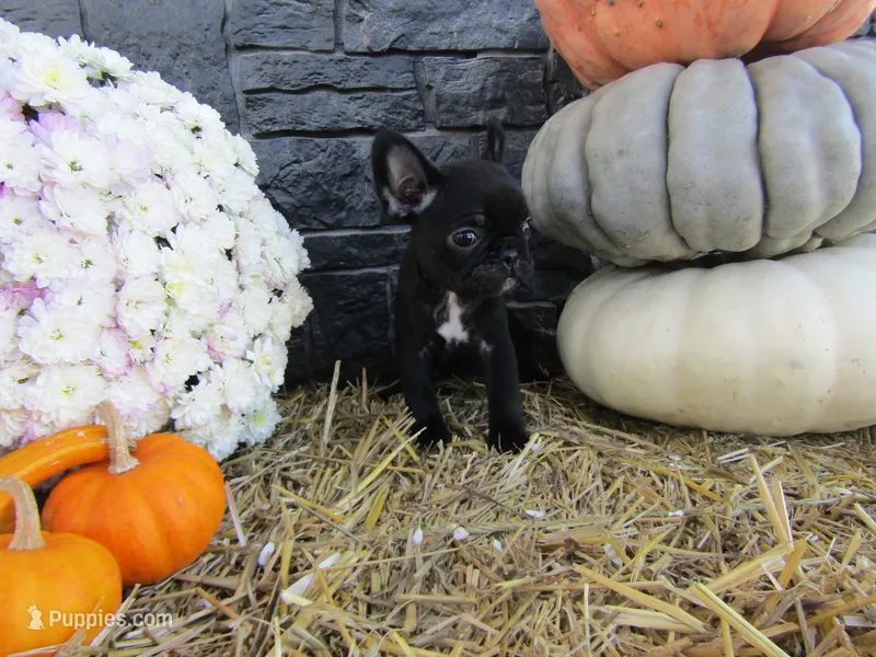 Bella – French Bulldog, Frenchton puppy for sale in Shipshewana, IN