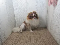 Sadie , a female Pomeranian for sale in Shipshewana, IN – 5 of 5