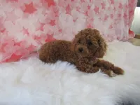 Riley Teacup, a female Poodle - Toy  for sale in Shipshewana, IN – 2 of 8