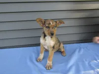 Bree, a female Shetland Sheepdog and Miniature Australian Shepherd for sale in Shipshewana, IN – 2 of 2