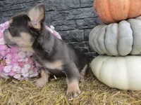Theo Long hair , a male French Bulldog for sale in Shipshewana, IN – 2 of 6