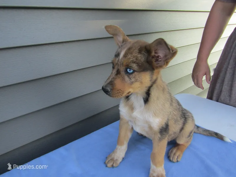 Bree – Shetland Sheepdog, Miniature Australian Shepherd puppy for sale in Shipshewana, IN