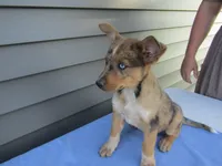 Bree, a female Shetland Sheepdog and Miniature Australian Shepherd for sale in Shipshewana, IN – 1 of 2