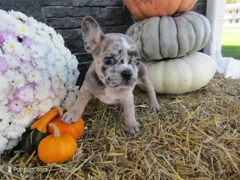 Milo – French Bulldog, Frenchton puppy for sale in Shipshewana, IN