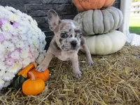 Milo, a female French Bulldog and Frenchton for sale in Shipshewana, IN – 1 of 7