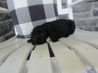 Joslin, a female Cocker Spaniel for sale in Shipshewana, IN – 5 of 5