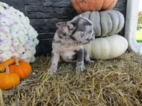 Max, a female French Bulldog and Frenchton for sale in Shipshewana, IN – 5 of 7