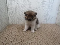 Sally, a female Pomeranian for sale in Shipshewana, IN – 3 of 6