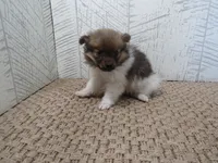 Sally, a female Pomeranian for sale in Shipshewana, IN – 4 of 6