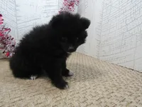 Carrie, a male Pomeranian for sale in Shipshewana, IN – 4 of 6