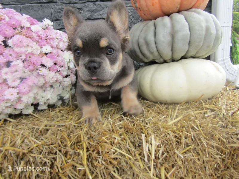 Theo Long hair  – French Bulldog puppy for sale in Shipshewana, IN