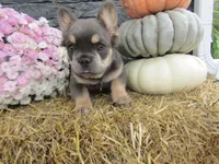 Theo Long hair , a male French Bulldog for sale in Shipshewana, IN – 1 of 6