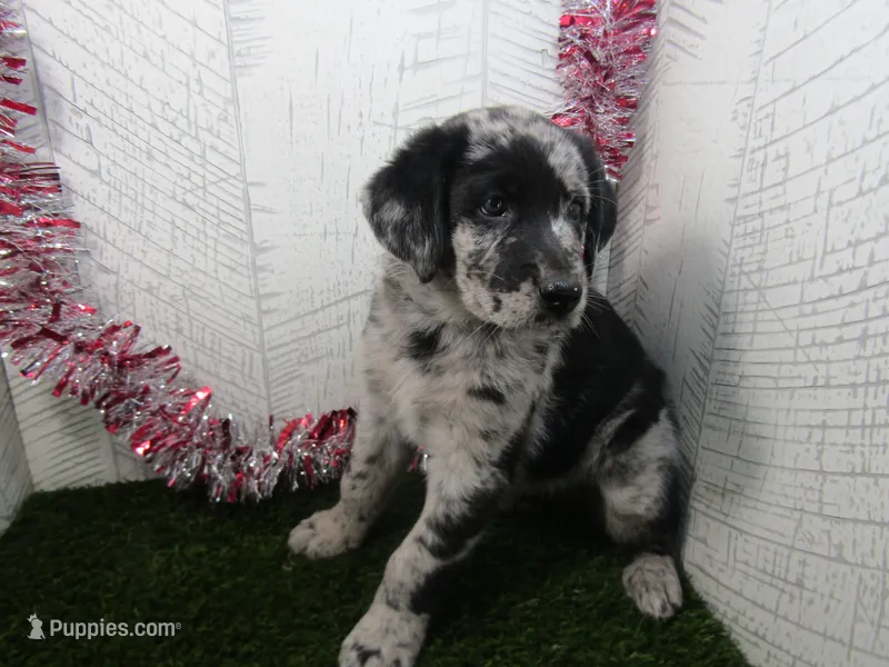Justin  – German Shepherd Dog puppy for sale in Shipshewana, IN