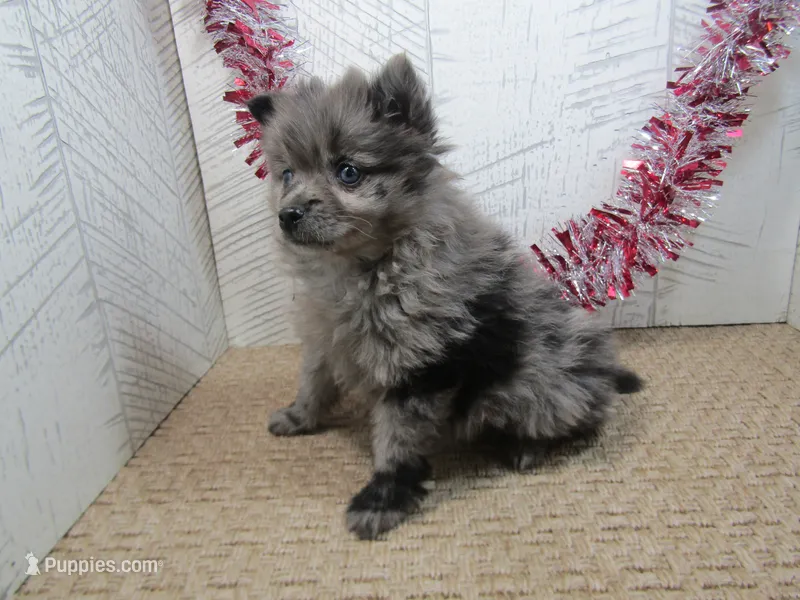 Austin – Pomeranian puppy for sale in Shipshewana, IN