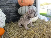 Milo, a female French Bulldog and Frenchton for sale in Shipshewana, IN – 4 of 7