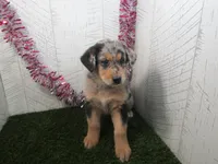 Jake, a male German Shepherd Dog for sale in Shipshewana, IN – 2 of 5