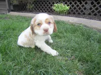 Cole, a male Cocker Spaniel for sale in Shipshewana, IN – Photo 3 of 5