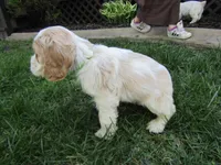 Cole, a male Cocker Spaniel for sale in Shipshewana, IN – Photo 2 of 5