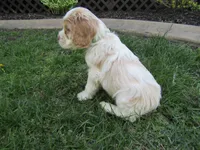 Cole, a male Cocker Spaniel for sale in Shipshewana, IN – Photo 4 of 5