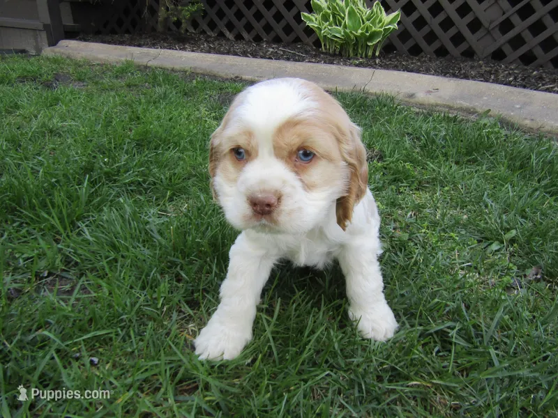 Cole – Cocker Spaniel puppy for sale in Shipshewana, IN