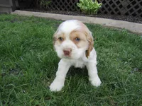 Cole, a male Cocker Spaniel for sale in Shipshewana, IN – Photo 1 of 5