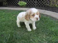 Cole, a male Cocker Spaniel for sale in Shipshewana, IN – Photo 5 of 5