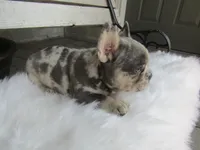 Jake, a male French Bulldog for sale in Shipshewana, IN – 4 of 5