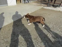 Rufus, a male English Bulldog and Jack Russell Terrier for sale in Shipshewana, IN – Photo 2 of 4