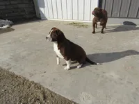 Rufus, a male English Bulldog and Jack Russell Terrier for sale in Shipshewana, IN – Photo 3 of 4