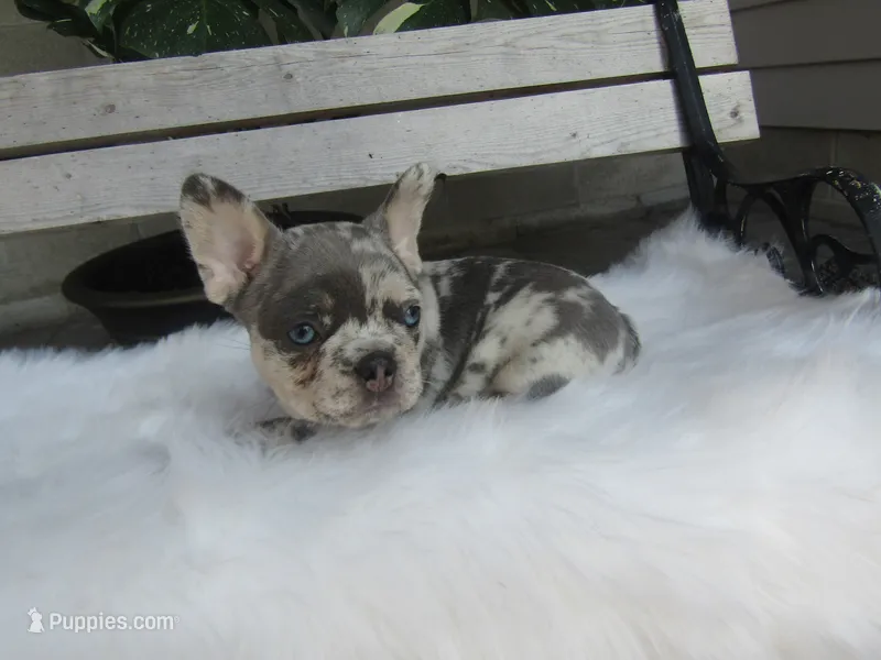 Jake – French Bulldog puppy for sale in Shipshewana, IN