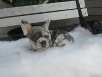 Jake, a male French Bulldog for sale in Shipshewana, IN – 5 of 5