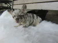 Brody, a male French Bulldog for sale in Shipshewana, IN – 7 of 7