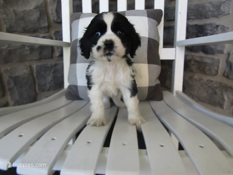 Charles  – Cocker Spaniel puppy for sale in Shipshewana, IN