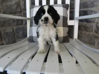 Charles , a male Cocker Spaniel for sale in Shipshewana, IN – 1 of 5