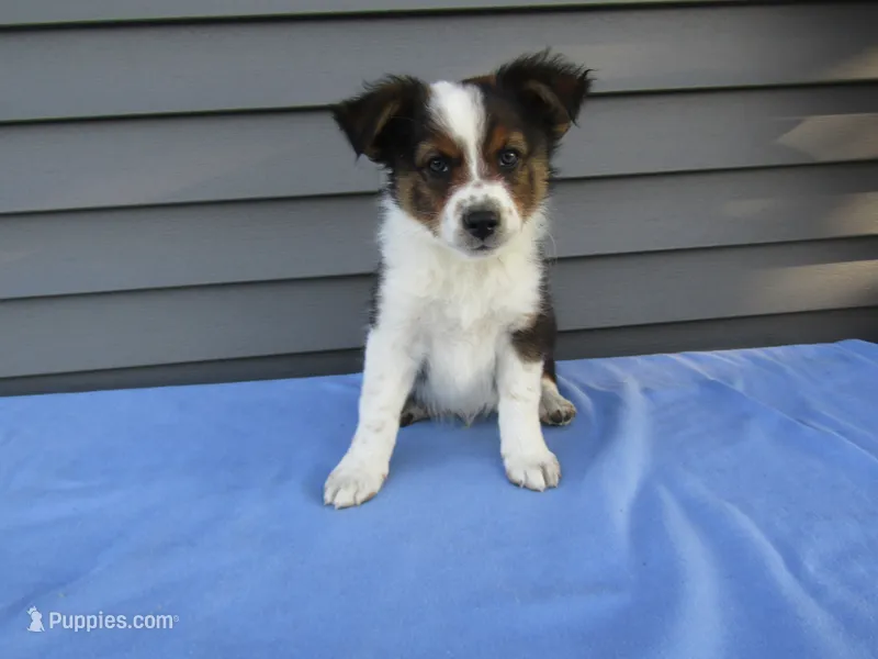 Brody – Shetland Sheepdog, Miniature Australian Shepherd puppy for sale in Shipshewana, IN