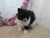 Gabe Teacup, a male Pomeranian for sale in Shipshewana, IN – 4 of 5