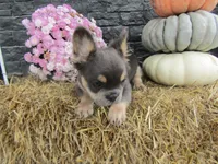 Theo Long hair , a male French Bulldog for sale in Shipshewana, IN – 4 of 6