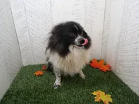 Vera , a female Pomeranian for sale in Shipshewana, IN – 3 of 6