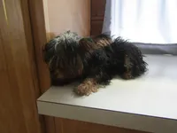 Oscar, a male Yorkipoo for sale in Shipshewana, IN – 3 of 4