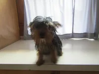 Oscar, a male Yorkipoo for sale in Shipshewana, IN – 2 of 4