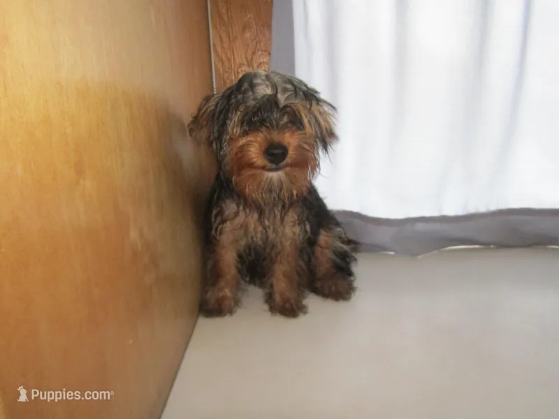 Oscar – Yorkipoo puppy for sale in Shipshewana, IN